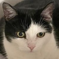 CATLYN & MIYABI wollen zusammen bleiben, Katze zur Adoption