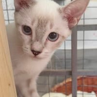 anhänglicher Romeo, Kater zur Adoption
