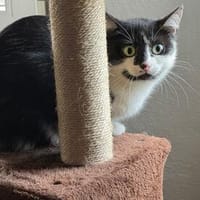 Die hübsche JOLIE sucht Katzenflüsterer, Katze zur Adoption