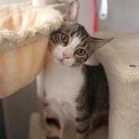 Lotte, kleine Seelenkatze, ca. 6 Monate, Katze zur Adoption