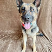 Aria -Bezaubernde Hundedame sucht liebevolles Zuhause!, Hündin zur Adoption