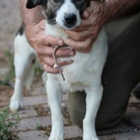 Peppi - kinderlieb u. zutraulich, Hund zur Adoption