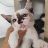 kleine Alina, Katze zur Adoption