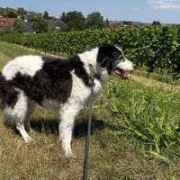 Senior Miki braucht dringend ein neues Zuhause!, Hund zur Adoption