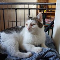 FELIX - charmanter Katermann sucht sein Traumzuhause, Kater zur Adoption