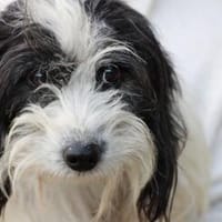 Pamino - verschmuster, lieber Rüde, Hund zur Adoption