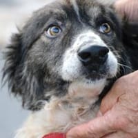 Jeromos - zutraulicher, unkomplizierter Rüde, Hund zur Adoption