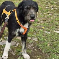 Dani sucht liebevolle Familie, Hündin zur Adoption