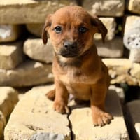 Yuki -Kleiner Wirbelwind möchte endlich seine Familie finden, Hund zur Adoption
