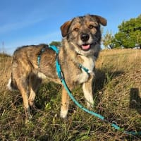 Ernie  gutmütig, freundlich und voller Lebensfreude, Hund zur Adoption