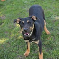 ELIAS  Lieber Junghund sucht seine Herzensmenschen, Hund zur Adoption