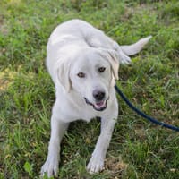 YORU  Sensibler Hundejunge hat große Fortschritte gemacht, Hund zur Adoption