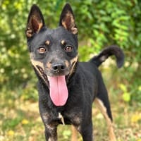 Belano -Toller Hundebub sucht seine Menschen!, Hund zur Adoption