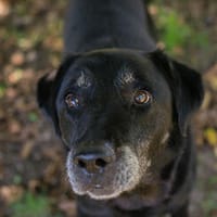 FRANZ  Nach 11 Jahren plötzlich auf der Suche, Hund zur Adoption