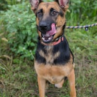 NAYRA  Sanfter Schäferhund-Mix sucht ihre Herzensmenschen, Hündin zur Adoption