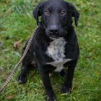 Der wunderbare und unkomplizierte Heiko sucht ein neues Zuha, Hund zur Adoption