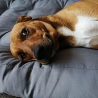 Kylo sucht nach fast 5 Jahren wieder Zuhause, Hund zur Adoption