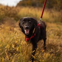 BAILEY ANA  Kleine Frohnatur mit ganz viel Herz, Hündin zur Adoption