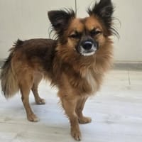 Leo - kleines liebevolles Körbchen gesucht, Hund zur Adoption