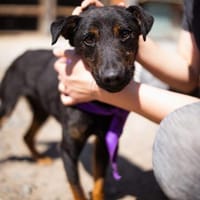 FREDDIE  Kleiner Charmeur sucht sein eigenes Zuhause, Hund zur Adoption