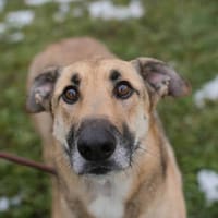 BEETHOVEN  Ein sanfter Riese, der endlich ankommen möchte, Hund zur Adoption