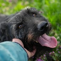 PLUTO  Bereit für mehr als nur den Tierheimalltag, Hund zur Adoption