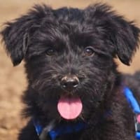 MARCO ist ein zarter Welpe, Hund zur Adoption