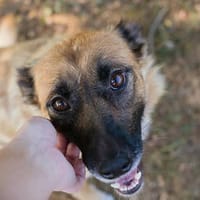 RUBE  Eine treue Seele mit ganz viel Herz, Hündin zur Adoption