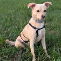 Der süße Snoopy sucht sein Zuhause, Hund zur Adoption