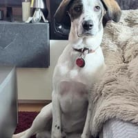 Henry, junger Pointer Mix, Hund zur Adoption