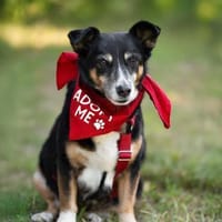 Pearl sucht ein liebevolles Zuhause, Hündin zur Adoption