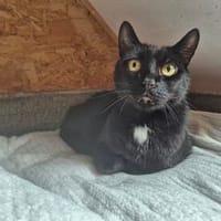Akuma, Kater zur Adoption