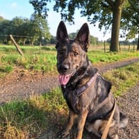 Jonny Powerpaket mit Riesenherz sucht Rassefans, Hund zur Adoption