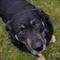 JÜRGEN  Ruhiger und lieber Hundejunge sucht sein Zuhause, Hund zur Adoption