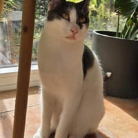 Dorian, fröhlicher Schmusekater, ca. 1 Jahr, Kater zur Adoption