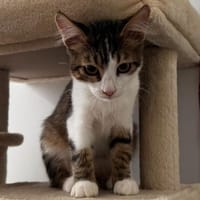 Lorenz, kleiner Herzensbrecher, ca. 6 Monate, Kater zur Adoption