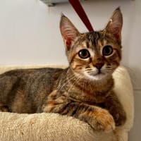 Lea, kleine Herzenskatze, ca. 6 Monate, Katze zur Adoption