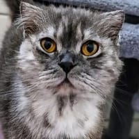 Verschmuste Athena, Katze zur Adoption