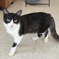 halblanghaar Forky, Kater zur Adoption