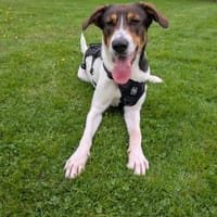 Ruffy sucht ein hundeerfahrenes Zuhause, Hund zur Adoption