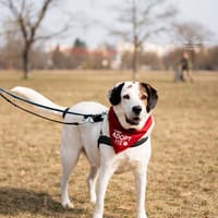 Bootsmann sucht hundeerfahrenes Zuhause, Hund zur Adoption