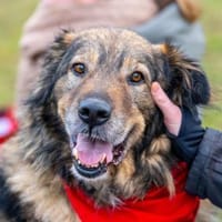 Kircho sucht ein liebevolles Zuhause, Hund zur Adoption