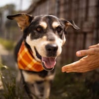 DUSTIN  Kletterkünstler sucht sein Körbchen, Hund zur Adoption