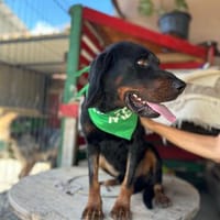 VIGO  Ein lieber Entdecker auf der Suche nach seinem Zuhaus, Hund zur Adoption