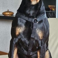 Lieber und sensibler Zorro sucht sein Glück, Hund zur Adoption