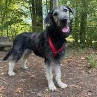 Biggy auf Pflegestelle in 76684 Östringen, Hündin zur Adoption