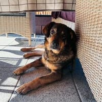 Beelo - wartet in 38547 Calberlah, Hund zur Adoption