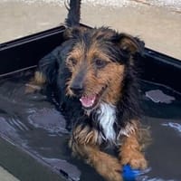 kleiner Zazu, ca. 35 cm hoch, Hund zur Adoption