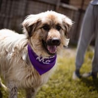 DENIS  Ein lieber Kerl, der einfach ankommen möchte, Hund zur Adoption