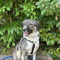 Wulfi, Rüde mit Gehorsam sucht Führungspersonal, Hund zur Adoption